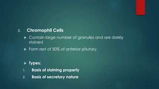 2. Chromophil Cells
 Contain large number of granules and are darkly
stained
 Form rest of 50% of anterior pitutary.
 Types:
1. Basis of staining property
2. Basis of secretory nature
 