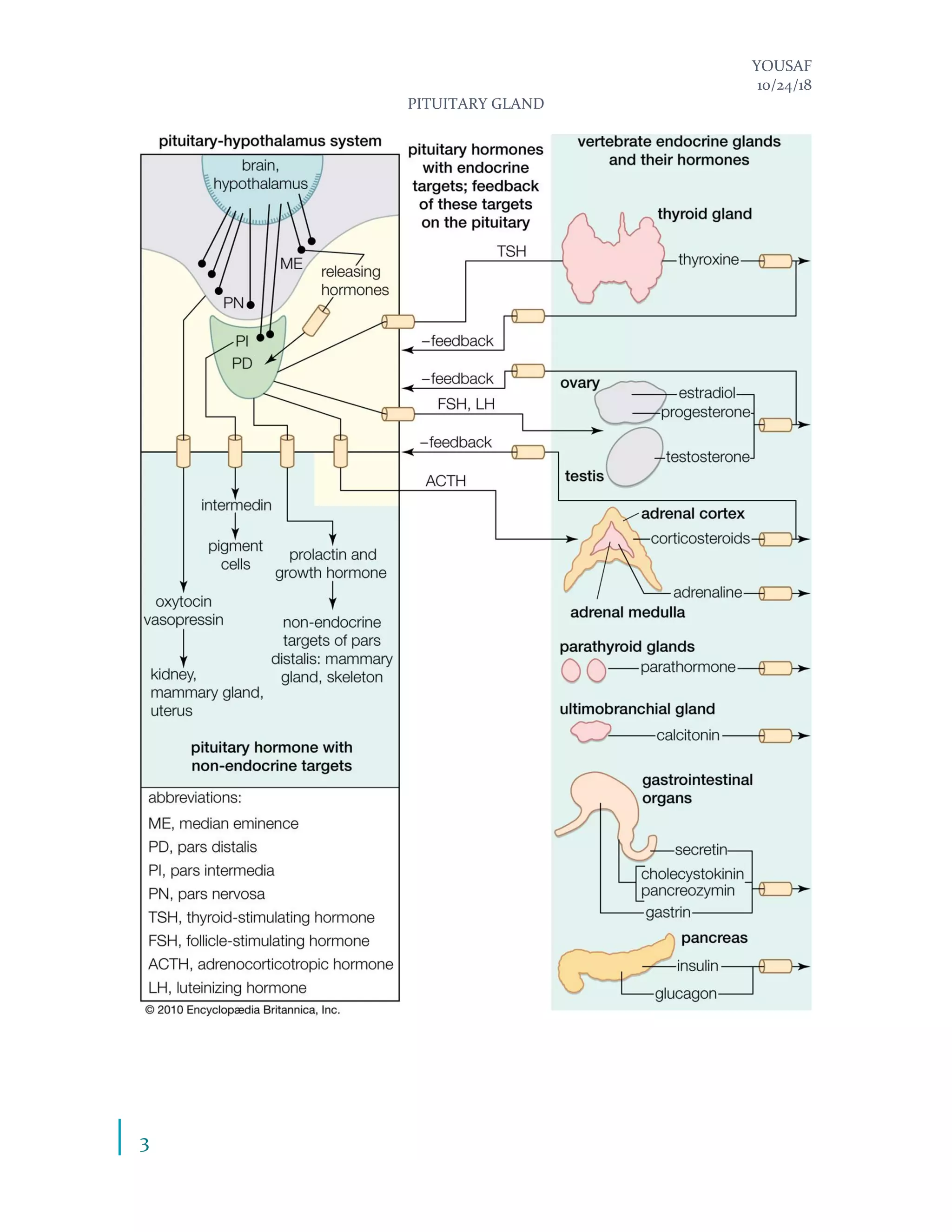 YOUSAF
10/24/18
PITUITARY GLAND
3
 