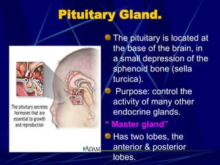 Pituitary Gland.
The pituitary is located at
the base of the brain, in
a small depression of the
sphenoid bone (sella
turcica).
Purpose: control the
activity of many other
endocrine glands.
“ Master gland”
Has two lobes, the
anterior & posterior
lobes.
 