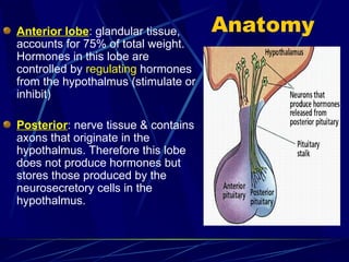 Anatomy
Anterior lobe: glandular tissue,
accounts for 75% of total weight.
Hormones in this lobe are
controlled by regulating hormones
from the hypothalmus (stimulate or
inhibit)
Posterior: nerve tissue & contains
axons that originate in the
hypothalmus. Therefore this lobe
does not produce hormones but
stores those produced by the
neurosecretory cells in the
hypothalmus.
 