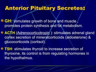 Anterior Pituitary Secretes:
GH: stimulates growth of bone and muscle ,
promotes protein synthesis and fat metabolism.
ACTH (Adrenocorticotropin ): stimulates adrenal gland
cortex secretion of mineralcorticoids (aldosterone) &
glucocorticoids (cortisol).
TSH: stimulates thyroid to increase secretion of
thyroxine, its control is from regulating hormones in
the hypothalmus.
 