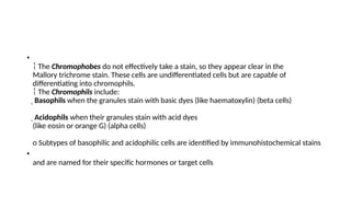 •
 The Chromophobes do not effectively take a stain, so they appear clear in the
Mallory trichrome stain. These cells are undifferentiated cells but are capable of
differentiating into chromophils.
The
 Chromophils include:
 Basophils when the granules stain with basic dyes (like haematoxylin) (beta cells)
 Acidophils when their granules stain with acid dyes
(like eosin or orange G) (alpha cells)
o Subtypes of basophilic and acidophilic cells are identified by immunohistochemical stains
•
and are named for their specific hormones or target cells
 
