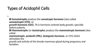Types of Acidophil Cells
•
‰‰ Somatotrophs produce the somatropic hormone [also called
somatotropin (STH), or
growth hormone (GH)]. Th is hormone controls body growth, specially
before puberty.
‰‰ Mammotrophs (or lactotrophs) produce the mammotropic hormone [also
called
mammotropin, prolactin (PRL), lactogenic hormone, or LTH] which
stimulates the
growth and activity of the female mammary gland during pregnancy and
lactation.
 