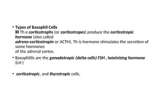 • Types of Basophil Cells
Th e
‰‰ corticotrophs (or corticotropes) produce the corticotropic
hormone (also called
adreno-corticotropin or ACTH). Th is hormone stimulates the secretion of
some hormones
of the adrenal cortex.
• Basophilils are the gonadotropic (delta cells) FSH , luteinizing hormone
(LH )
• corticotropic, and thyrotropic cells.
 