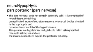 neuroHypopHysis
pars posterior (pars nervosa)
• The pars nervosa, does not contain secretory cells. It is composed of
neural tissue, containing
unmyelinated axons of secretory neurons whose cell bodies situated
in the supraoptic and
paraventricular nuclei of the hypothalamus
Also present are highly branched glial cells called pituicytes that
resemble astrocytes and are
the most abundant cell type in the posterior pituitary.
 