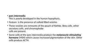 • pars intermedia
This is poorly developed in the human hypophysis.
• Feature is the presence of colloid filled vesicles
• These vesicles are remnants of the pouch of Rathke. Beta cells, other
secretory cells, and chromophobe
cells are present.
• Some cells of the pars intermedia produce the melanocyte stimulating
hormone (MSH) which causes increased pigmentation of the skin. Other
cells produce ACTH.
 