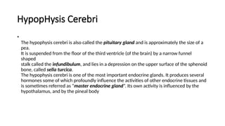 HypopHysis Cerebri
•
The hypophysis cerebri is also called the pituitary gland and is approximately the size of a
pea.
It is suspended from the floor of the third ventricle (of the brain) by a narrow funnel
shaped
stalk called the infundibulum, and lies in a depression on the upper surface of the sphenoid
bone, called sella turcica.
The hypophysis cerebri is one of the most important endocrine glands. It produces several
hormones some of which profoundly influence the activities of other endocrine tissues and
is sometimes referred as “master endocrine gland”. Its own activity is influenced by the
hypothalamus, and by the pineal body
 