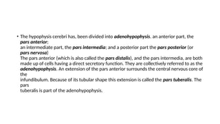 • The hypophysis cerebri has, been divided into adenohypophysis. an anterior part, the
pars anterior;
an intermediate part, the pars intermedia; and a posterior part the pars posterior (or
pars nervosa)
The pars anterior (which is also called the pars distalis), and the pars intermedia, are both
made up of cells having a direct secretory function. They are collectively referred to as the
adenohypophysis. An extension of the pars anterior surrounds the central nervous core of
the
infundibulum. Because of its tubular shape this extension is called the pars tuberalis. The
pars
tuberalis is part of the adenohypophysis.
 