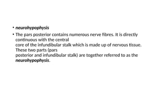 • neurohypophysis
• The pars posterior contains numerous nerve fibres. It is directly
continuous with the central
core of the infundibular stalk which is made up of nervous tissue.
These two parts (pars
posterior and infundibular stalk) are together referred to as the
neurohypophysis.
 