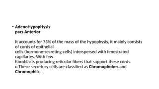 • AdenoHypopHysis
pars Anterior
It accounts for 75% of the mass of the hypophysis, it mainly consists
of cords of epithelial
cells (hormone-secreting cells) interspersed with fenestrated
capillaries. With few
fibroblasts producing reticular fibers that support these cords.
o These secretory cells are classified as Chromophobes and
Chromophils.
 