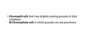 • Chromophil cells that have brightly staining granules in their
cytoplasm
‰‰ Chromophobe cells in which granules are not prominent.
 