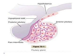 Tp Flag Hormones Released by Pituitary Gland | PPT