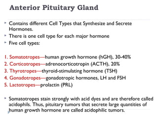 Anterior Pituitary Gland
 Contains different Cell Types that Synthesize and Secrete
Hormones.
 There is one cell type for each major hormone
 Five cell types:
1. Somatotropes—human growth hormone (hGH), 30-40%
2. Corticotropes—adrenocorticotropin (ACTH), 20%
3. Thyrotropes—thyroid-stimulating hormone (TSH)
4. Gonadotropes—gonadotropic hormones, LH and FSH
5. Lactotropes—prolactin (PRL)
 Somatotropes stain strongly with acid dyes and are therefore called
acidophils. Thus, pituitary tumors that secrete large quantities of
human growth hormone are called acidophilic tumors.
 