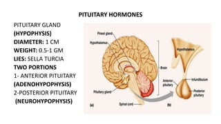 PITUITARY HORMONES
PITUITARY GLAND
(HYPOPHYSIS)
DIAMETER: 1 CM
WEIGHT: 0.5-1 GM
LIES: SELLA TURCIA
TWO PORTIONS
1- ANTERIOR PITUITARY
(ADENOHYPOPHYSIS)
2-POSTERIOR PITUITARY
(NEUROHYPOPHYSIS)
 