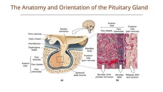 The Anatomy and Orientation of the Pituitary Gland
 