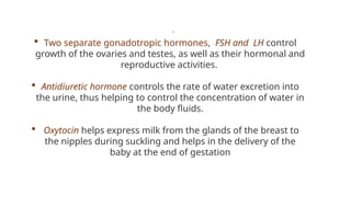 .
 Two separate gonadotropic hormones, FSH and LH control
growth of the ovaries and testes, as well as their hormonal and
reproductive activities.
 Antidiuretic hormone controls the rate of water excretion into
the urine, thus helping to control the concentration of water in
the body fluids.
 Oxytocin helps express milk from the glands of the breast to
the nipples during suckling and helps in the delivery of the
baby at the end of gestation
 