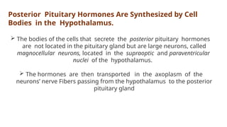 Posterior Pituitary Hormones Are Synthesized by Cell
Bodies in the Hypothalamus.
 The bodies of the cells that secrete the posterior pituitary hormones
are not located in the pituitary gland but are large neurons, called
magnocellular neurons, located in the supraoptic and paraventricular
nuclei of the hypothalamus.
 The hormones are then transported in the axoplasm of the
neurons’ nerve Fibers passing from the hypothalamus to the posterior
pituitary gland
 