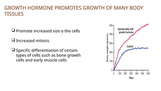 GROWTH HORMONE PROMOTES GROWTH OF MANY BODY
TISSUES
 Promote increased size o the cells
 Increased mitosis
 Specific differentiation of certain
types of cells such as bone growth
cells and early muscle cells
 
