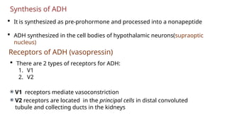 Synthesis of ADH
 It is synthesized as pre-prohormone and processed into a nonapeptide
 ADH synthesized in the cell bodies of hypothalamic neurons(supraoptic
nucleus)
Receptors of ADH (vasopressin)
 There are 2 types of receptors for ADH:
1. V1
2. V2
 V1 receptors mediate vasoconstriction
 V2 receptors are located in the principal cells in distal convoluted
tubule and collecting ducts in the kidneys
 