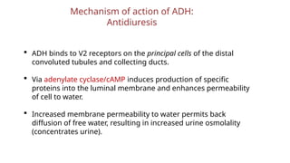 Mechanism of action of ADH:
Antidiuresis
 ADH binds to V2 receptors on the principal cells of the distal
convoluted tubules and collecting ducts.
 Via adenylate cyclase/cAMP induces production of specific
proteins into the luminal membrane and enhances permeability
of cell to water.
 Increased membrane permeability to water permits back
diffusion of free water, resulting in increased urine osmolality
(concentrates urine).
 