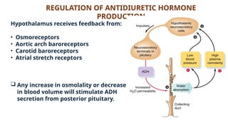 REGULATION OF ANTIDIURETIC HORMONE
PRODUCTION
Hypothalamus receives feedback from:
• Osmoreceptors
• Aortic arch baroreceptors
• Carotid baroreceptors
• Atrial stretch receptors
 Any increase in osmolality or decrease
in blood volume will stimulate ADH
secretion from posterior pituitary.
 