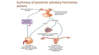 Summary of posterior pituitary hormones
actions
 