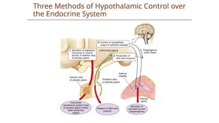 Three Methods of Hypothalamic Control over
the Endocrine System
 