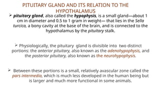 PITUITARY GLAND AND ITS RELATION TO THE
HYPOTHALAMUS
 pituitary gland, also called the hypophysis, is a small gland—about 1
cm in diameter and 0.5 to 1 gram in weight— that lies in the Sella
turcica, a bony cavity at the base of the brain, and is connected to the
hypothalamus by the pituitary stalk.
 Physiologically, the pituitary gland is divisible into two distinct
portions: the anterior pituitary, also known as the adenohypophysis, and
the posterior pituitary, also known as the neurohypophysis.
 Between these portions is a small, relatively avascular zone called the
pars intermedia, which is much less developed in the human being but
is larger and much more functional in some animals.
 