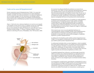 INFORMAC ION PA R A E L PAC I E N T E • H I P OPI T U I TARISMO

Cuales son las causas del hipopituitarismo?
Existen numerosas causas de hipopituitarismo (Tabla 1). La causa más
frecuente de hipopituitarismo es la presencia de un tumor hipofisario
(también conocido como adenoma pituitario). Los adenomas hipofisarios
son casi siempre benignos (no son cancerosos); sin embargo, pueden
ejercer presión sobre la parte restante de la hipófisis normal limitando e
incluso destruyendo su habilidad para producir hormonas apropiadamente
( ver Figura 1).
Figura 1. Ilustración de un adenoma hipofisario (en marrón oscuro) pegado
a una hipófisis normal (marrón claro). La hipófisis normal está comprimida
por el tumor lo que puede causar hipopituitarismo (reproducido con
permiso de Kronenberg H, Melmed S, Polonsky K, Larsen PR (eds): William
Textbook of Endocrinology, 11ª Edición, Capítulo8, Hipófisis Anterior,
Melmed S y Kleinberg DL autores, Philadelphia, Penn: WB Saunders; 2008)

El hipopituitarismo puede también ser el resultado de cirugía hipofisaria,
que lesiona parte de la hipófisis normal. Puede también ser debido
a radioterapia que, a lo largo del tiempo puede afectar a la hipófisis
normal, incluso cuando dicha glándula funcionaba normalmente al
ser diagnosticado el adenoma hipofisario. Por lo tanto, una evaluación
hormonal exhaustiva es precisa antes y después de cirugía y/o radioterapia
sobre la glándula hipofisaria.
Otros tumores que crecen cerca de la glándula hipofisaria (ej.
Craneofaringiomas, quistes de Rathke) pueden causar hipopituitarismo.
Adicionalmente, las metástasis tumorales procedentes de tumores
localizados en otras partes del cuerpo pueden propagarse a la glándula
hipofisaria y producir hipopituitarismo.
La inflamación de la hipófisis puede también producir hipopituitarismo
(Tabla 1). La sarcoidosis y la histiocitosis son tipos de inflamación crónica
que también pueden producir hipopituitarismo.

quiasma
óptico

adenoma

En ocasiones los adenoma hipofisarios producen un exceso de una
hormona (ej., GH o PRL), lo cual se denomina hiperpituitarismo, mientras
que, simultáneamente causan una disminución en la producción de
otras hormonas producidas an la hipófisis normal vecina. En este caso, la
reducción de los niveles de algunas hormonas (por ej. Hipopituitarismo
por disfunción tiroidea, suprarrenal yo de hormonas sexuales) puede
aparecer acompañado del exceso en la producción de otras hormonas.

tallo hipofisario
diafragma selar
duramadre

hipófisis sana
comprimida
seno esfenoidal

La radioterapia focalizada sobre un tumor hipofisario o sobre la totalidad
del cerebro puede también producir una pérdida de hormonas hipofisarias
a lo largo del tiempo. De hecho, se trata de una de las consecuencias a
esperar de la radioterapia. De todos modos, esto puede tardar meses o
incluso años tras el tratamiento. Por lo tanto, es esencial evaluar de forma
regular la producción de hormonas hipofisarias en dichos casos.
La apoplejía hipofisaria hace referencia a una hemorragia de aparición
súbita en el interior de un adenoma hipofisario lo cual puede provocar
una insuficiencia hipofisaria de instauración rápida. Puede provocar
visión doble y/o pérdida de visión, sensación de enfermedad grave y
puede convertirse en una emergencia grave necesitando atención médica
inmediata.
Los traumatismo craneales graves, generalmente acompañados de coma u
otros problemas neurológicos también pueden provocar hipopituitarismo.
Aproximadamente un 15% de los pacientes con una historia de
traumatismo craneal grave presentan un déficit de GH. También se han
descrito otros déficits hormonales tras traumatismos craneales graves.

2

3

 