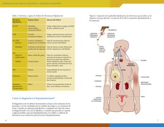 INFORMAC ION PA R A E L PAC I E N T E • H I P OPI T U I TARISMO

Tabla 2: Síntomas y signos de Déficit de Hormonas Hipofisarias
Hormona
Hipofisaria

Órgano diana

Efectos del Déficit

ACTH

Glándulas
suprarrenales:
Cortisol & DHEA

Fatiga, Sodio bajo en sangre, pérdida
de peso, palidez de piel

TSH

Tiroides:
hormonas tiroideas

Fatiga, aumento de peso, piel seca,
intolerancia al frío, estreñimiento

LH, FSH
	 Mujeres

Ovarios: estrógenos,
Falta de menstruación, falta de
progesterona, ovulación interés sexual, infertilidad

	

Testículos: testosterona, Falta de interés sexual, disfunción
producción de esperma eréctil, impotencia, infertilidad

Figura 2. Esquema de la glándula hipofisaria, las hormonas que produce y los
órganos a los que afectan. Los efectos de la GH se muestran separadamente a
la izquierda.

Hombres

GH
	 Niños & 		Hueso, músculo, grasa
	 adolescentes
	

Adultos

Cuerpo entero

hipotálamo
glándula
hipofisaria
(anterior)

glándula
hipofisaria
(posterior)

GH

hueso
hígado
músculo
mamas

Falta de crecimiento (altura);
aumento de la grasa corporal; no
alcanzar la masa ósea máxima
Pobre calidad de vida. Exceso de
grasa corporal. Disminución de la
masa muscular y ósea

PRL

Mamas
Mamas, útero

Un déficit completo podría
ocasionar dificultades a la hora de
dar el pecho

Hormona
antidiurética
(Vasopresina)

Riñón

Orinar frecuentemente (noche &
día), orina diluida, sed intensa

Cómo se diagnostica el hipopituitarismo?

tiroides
hormona
antidiurética

ACTH

Imposibilidad de dar el pecho al
recién nacido

Oxitocina

TSH
PRL

LH/FSH

mamas
hueso(s)

músculo(s)
glándulas
suprarrenales

riñones

ovarios
(testiculos
en hombres)

útero

El diagnóstico de los déficits hormonales se basa en los síntomas de los
pacientes y en los resultados de los análisis de sangre y, en ocasiones de
orina. Cuando un adenoma hipofisario o cualquier otro tipo de tumor
es diagnosticado cerca de la hipófisis, o cuando una persona se expone
a alguna posible causa de hipopituitarismo (ver Tabla 1), debería de
efectuarse una evaluación para descartar hipopituitarismo.
6

7

 
