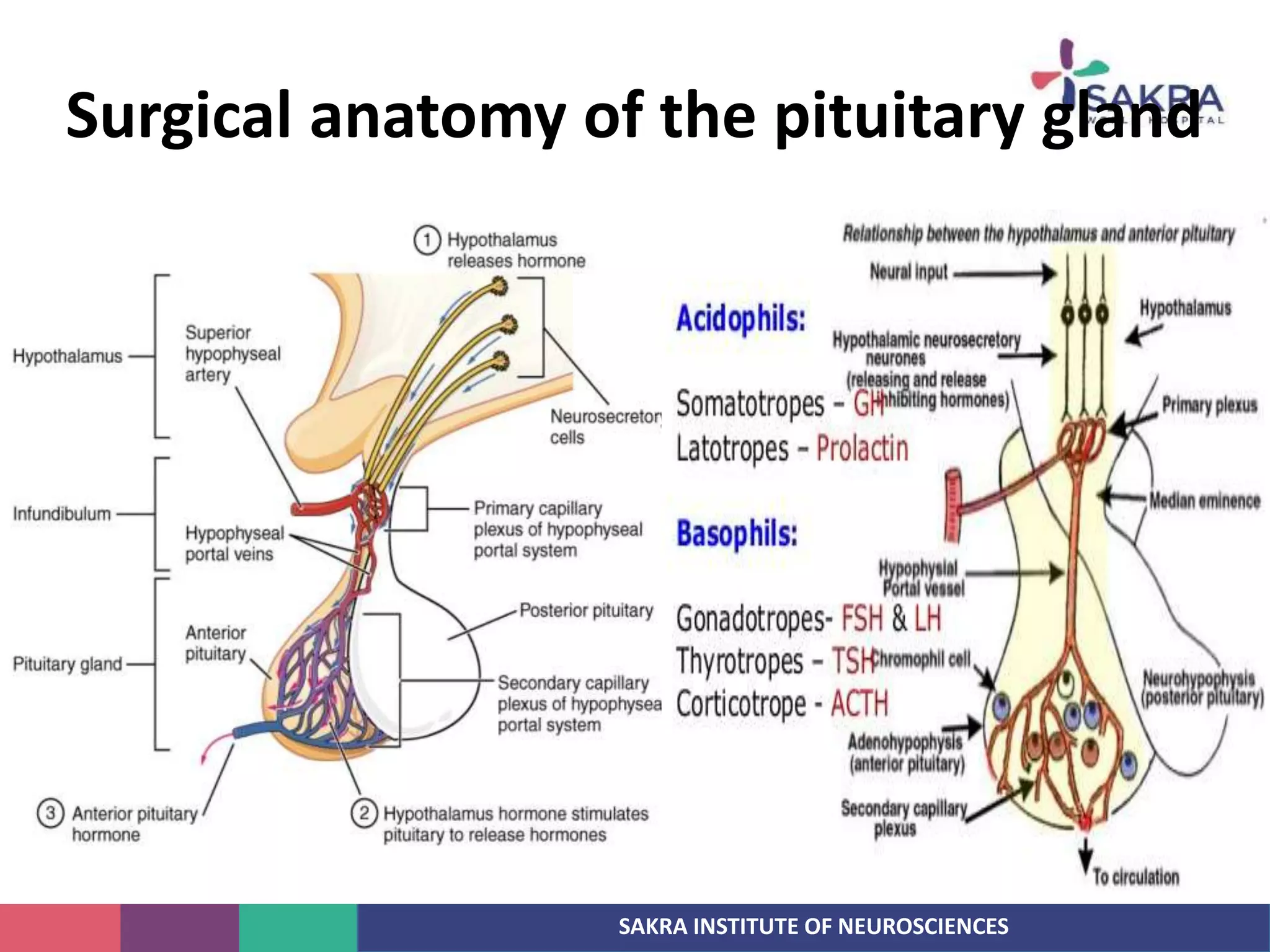 anatomy-of-pituitary-pptx