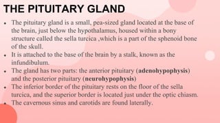 THE PITUITARY GLAND
● The pituitary gland is a small, pea-sized gland located at the base of
the brain, just below the hypothalamus, housed within a bony
structure called the sella turcica ,which is a part of the sphenoid bone
of the skull.
● It is attached to the base of the brain by a stalk, known as the
infundibulum.
● The gland has two parts: the anterior pituitary (adenohypophysis)
and the posterior pituitary (neurohypophysis)
● The inferior border of the pituitary rests on the floor of the sella
turcica, and the superior border is located just under the optic chiasm.
● The cavernous sinus and carotids are found laterally.
 