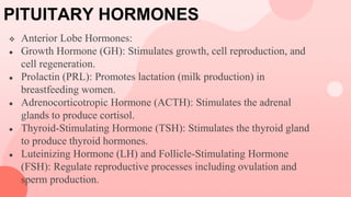 PITUITARY HORMONES
 Anterior Lobe Hormones:
● Growth Hormone (GH): Stimulates growth, cell reproduction, and
cell regeneration.
● Prolactin (PRL): Promotes lactation (milk production) in
breastfeeding women.
● Adrenocorticotropic Hormone (ACTH): Stimulates the adrenal
glands to produce cortisol.
● Thyroid-Stimulating Hormone (TSH): Stimulates the thyroid gland
to produce thyroid hormones.
● Luteinizing Hormone (LH) and Follicle-Stimulating Hormone
(FSH): Regulate reproductive processes including ovulation and
sperm production.
 