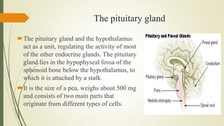 Image result for thyroid medication and melatonin - Thyroid Medication And Melatonin