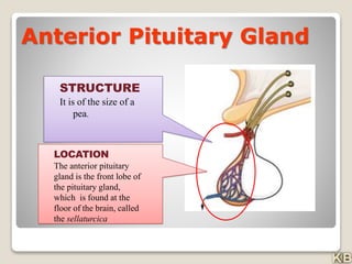Anterior Pituitary Gland
LOCATION
The anterior pituitary
gland is the front lobe of
the pituitary gland,
which is found at the
floor of the brain, called
the sellaturcica
STRUCTURE
It is of the size of a
pea.
 