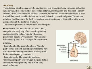 Anatomy
The pituitary gland is a pea-sized gland that sits in a protective bony enclosure called the
sella turcica. It is composed of three lobes: anterior, intermediate, and posterior. In many
animals, these three lobes are distinct. However, in humans, the intermediate lobe is but a
few cell layers thick and indistinct; as a result, it is often considered part of the anterior
pituitary. In all animals, the fleshy, glandular anterior pituitary is distinct from the neural
composition of the posterior pituitary.
The anterior pituitary is composed of multiple parts:
•Pars distalis The pars distalis, or "distal part",
comprises the majority of the anterior pituitary
and is where the bulk of pituitary hormone
production occurs. Occasionally, "pars distalis"
is incorrectly used as a synonym for the anterior
pituitary.
•Pars tuberalis The pars tuberalis, or "tubular
part", forms a sheath extending up from the pars
distalis and wrapping around the pituitary stalk.
Its function is poorly understood.
•Pars intermedia The pars intermedia, or
"intermediate part", sits between the pars distalis
and the posterior pituitary and is often very
small in humans.
 