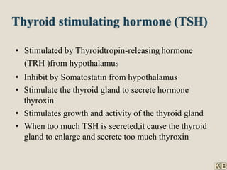 Thyroid stimulating hormone (TSH)
• Stimulated by Thyroidtropin-releasing hormone
(TRH )from hypothalamus
• Inhibit by Somatostatin from hypothalamus
• Stimulate the thyroid gland to secrete hormone
thyroxin
• Stimulates growth and activity of the thyroid gland
• When too much TSH is secreted,it cause the thyroid
gland to enlarge and secrete too much thyroxin
 