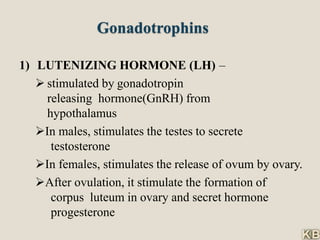 Gonadotrophins
1) LUTENIZING HORMONE (LH) –
 stimulated by gonadotropin
releasing hormone(GnRH) from
hypothalamus
In males, stimulates the testes to secrete
testosterone
In females, stimulates the release of ovum by ovary.
After ovulation, it stimulate the formation of
corpus luteum in ovary and secret hormone
progesterone
 
