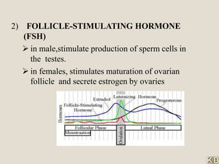 2) FOLLICLE-STIMULATING HORMONE
(FSH)
 in male,stimulate production of sperm cells in
the testes.
 in females, stimulates maturation of ovarian
follicle and secrete estrogen by ovaries
 