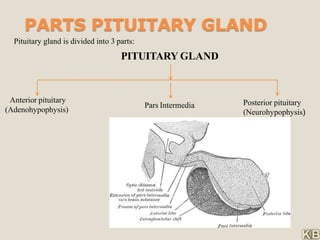 PARTS PITUITARY GLAND
Pituitary gland is divided into 3 parts:
PITUITARY GLAND
Pars Intermedia Posterior pituitary
(Neurohypophysis)
Anterior pituitary
(Adenohypophysis)
 