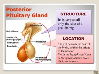 STRUCTURE
Its is very small –
only the size of a
pea, 500mg
LOCATION
Sits just beneath the base of
the brain, behind the bridge
of the nose or,
lies in the hypophyseal fossa
of the sphenoid bone below
the hypothalamus.
Posterior
Pituitary Gland
 