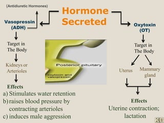 Oxytoxin
(OT)
(ADH)
Uterus Mammary
gland
Effects
Uterine contraction;
lactation
Kidneys or
Arterioles
Effects
a) Stimulates water retention
b)raises blood pressure by
contracting arterioles
c) induces male aggression
(Antidiuretic Hormones))
Vasopressin
Target in
The Body
Hormone
Secreted
Target in
The Body
 