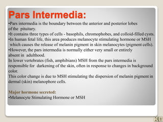 Pars Intermedia:
•Pars intermedia is the boundary between the anterior and posterior lobes
of the pituitary.
•It contains three types of cells - basophils, chromophobes, and colloid-filled cysts.
•In human fetal life, this area produces melanocyte stimulating hormone or MSH
which causes the release of melanin pigment in skin melanocytes (pigment cells).
•However, the pars intermedia is normally either very small or entirely
absent in adulthood.
In lower vertebrates (fish, amphibians) MSH from the pars intermedia is
responsible for darkening of the skin, often in response to changes in background
color.
This color change is due to MSH stimulating the dispersion of melanin pigment in
dermal (skin) melanophore cells.
Major hormone secreted:
•Melanocyte Stimulating Hormone or MSH
 