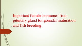 Important female hormones from
pituitary gland for gonadal maturation
and fish breeding
 