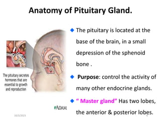 Anatomy of Pituitary Gland.
The pituitary is located at the
base of the brain, in a small
depression of the sphenoid
bone .
Purpose: control the activity of
many other endocrine glands.
“ Master gland” Has two lobes,
the anterior & posterior lobes.
10/3/2023 6
 