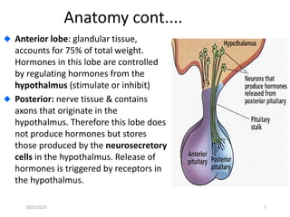 Anatomy cont....
Anterior lobe: glandular tissue,
accounts for 75% of total weight.
Hormones in this lobe are controlled
by regulating hormones from the
hypothalmus (stimulate or inhibit)
Posterior: nerve tissue & contains
axons that originate in the
hypothalmus. Therefore this lobe does
not produce hormones but stores
those produced by the neurosecretory
cells in the hypothalmus. Release of
hormones is triggered by receptors in
the hypothalmus.
10/3/2023 7
 