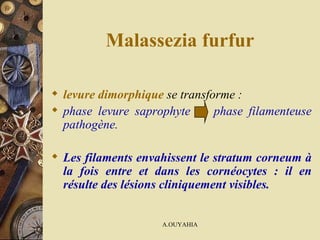 Malassezia furfur levure dimorphique  se transforme : phase levure saprophyte  phase filamenteuse pathogène.  Les filaments envahissent le stratum corneum à la fois entre et dans les cornéocytes : il en résulte des lésions cliniquement visibles.       