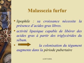 Malassezia furfur lipophile  :  sa croissance nécessite la présence d’acides gras libres.  activité lipasique capable de libérer des acides gras à partir des triglycérides du sébum.  la colonisation du tégument augmente dans la  période pubertaire 