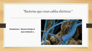 “Bacterias que crean cables eléctricos “
Estudiantes : Renato Zuñiga S.
Juan Gallardo L.
 