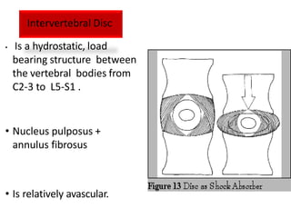 • Is a hydrostatic, load
bearing structure between
the vertebral bodies from
C2-3 to L5-S1 .
• Nucleus pulposus +
annulus fibrosus
• Is relatively avascular.
Intervertebral Disc
 